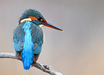 Common Kingfisher (Alcedo atthis) perched on a branch