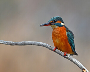 Common Kingfisher (Alcedo atthis) perched on a branch