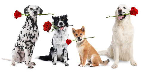 Adorable dogs with roses on white background, collection