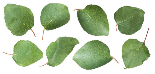 Green leaves isolated on white, set. Spring season