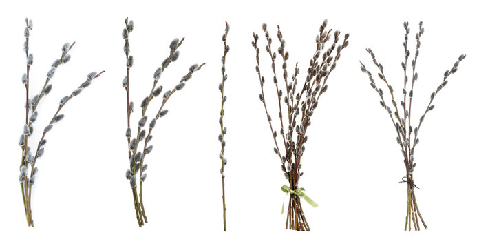Pussy willow branches with catkins isolated on white, set. Spring season