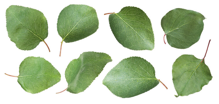Green leaves isolated on white, set. Spring season