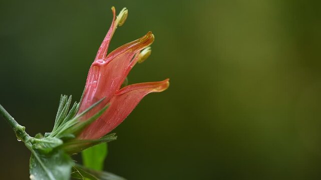 HopHeaded Barleria or Clinacanthus nutans (Burm.f.) Lindau branch flowers on natural background.