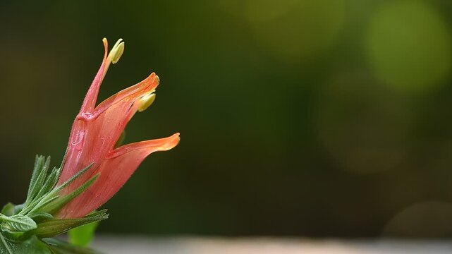 HopHeaded Barleria or Clinacanthus nutans (Burm.f.) Lindau branch flowers on natural background.