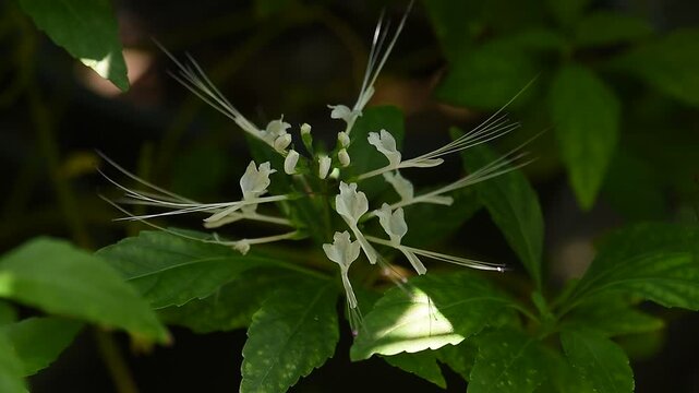Cat's Whiskers or Orthosiphon aristatus flowers on natural background.