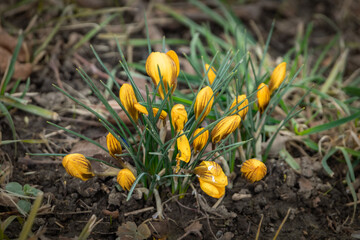 Yellow crocuses with brown stripes begins to bloom from the dark soil, signaling the arrival of early spring in a garden in Zug, Switzerland