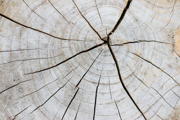 Close-up of a tree stump cross section showing natural growth rings and cracked wood texture, highlighting age, time, and organic patterns in weathered timber.