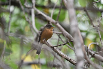 A Lesser Antillean Pewee, specifically the St. Lucia Pewee subspecies (Contopus latirostris latirostris), which is endemic to St. Lucia. 