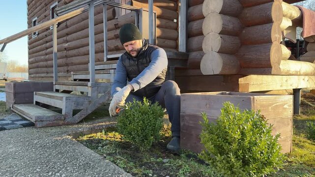 A gardener in gloves is pruning boxwood branches with pruning shears.