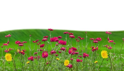 Obraz premium A green hill with blooming wild flowers in spring.