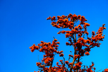 orange flowers on blue sky