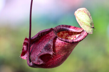 Close-up of tropical pitcher plants hanging in soft natural light, showing red and green patterned textures with shallow depth of field, highlighting exotic carnivorous plants in nature.