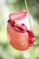 Close-up of tropical pitcher plants hanging in soft natural light, showing red and green patterned textures with shallow depth of field, highlighting exotic carnivorous plants in nature.