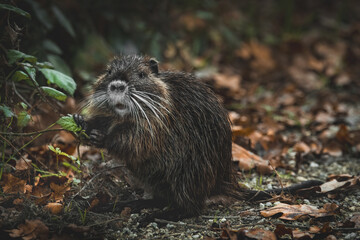 Close-Up Of A Baby Nutria  (Myocastor Coypus)