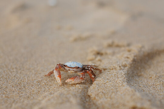 CRABES 