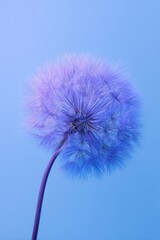 Obraz premium Chic Macro of a Dandelion in Blue from 2020