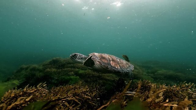 A young green turtle drifts back and forth with underwater currents above an algae-covered reef in a lagoon at Byron Bay, Australia. Calm movement and natural behavior.