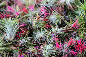 Close-up of colorful air plants (Tillandsia) with green and pink leaves, showing natural textures and vibrant tones in a dense arrangement, ideal for botanical and nature-themed backgrounds.