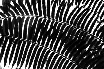 Silhouette leaves isolated on white background