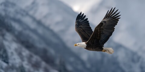 Obraz premium Bald eagle soaring in the sky with a backdrop of snowy mountain peaks