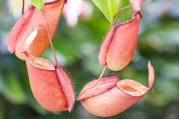 Close-up of tropical pitcher plants hanging in soft natural light, showing red and green patterned textures with shallow depth of field, highlighting exotic carnivorous plants in nature.