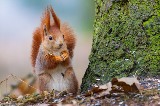 Red squirrel (Sciurus vulgaris) standing upright on forest floor near tree trunk, alert pose with fluffy tail and ear tufts, soft background, European wildlife scene with copy space.