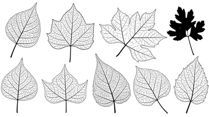 Vector illustration of various leaf types and shapes in a detailed botanical collection viewed from directly above