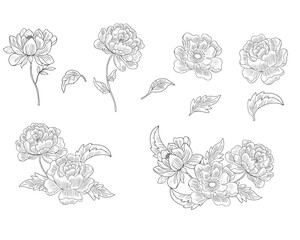 Elegant Line Art Peonies Floral