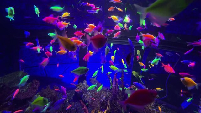 Colorful neon tetra glofish swimming in aquarium
