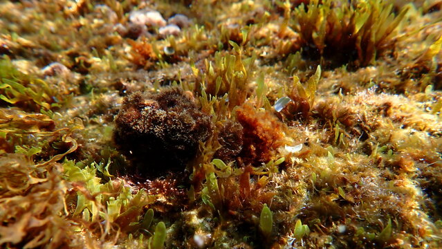 Seaweed Halopteris scoparia and Brown algae forkweed or doubling weed (Dictyota dichotoma) undersea, Ligurian Sea, Italy, Imperia