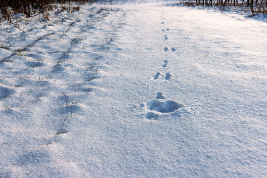 Wild hare tracks crossing a snow covered field with long winter shadows and textured snow surface.