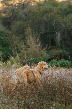 Perro golden retriever cachorro en la monta&ntilde;a haciendo senderismo entre la hierva.