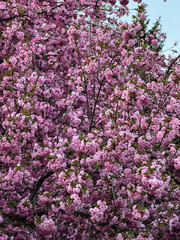 Fototapeta premium Spring Cherry Blossoms (Sakura) in Full Bloom