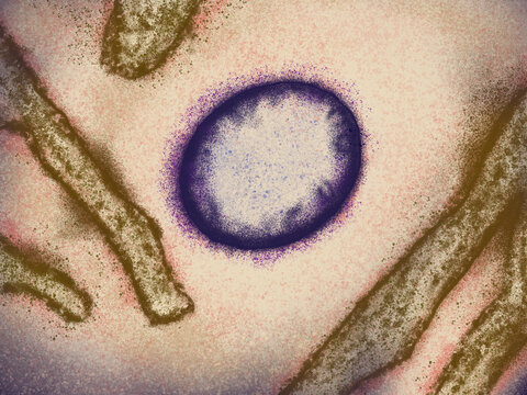 Nipah virus, a deadly zoonotic virus transmitted from bats to humans. Emerging threat, pathogen causing fatal encephalitis and respiratory infection.