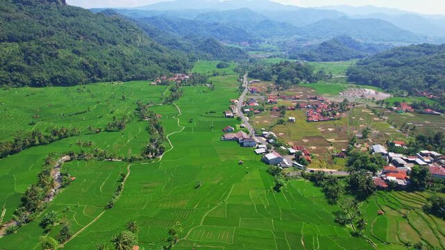 Aerial drone footage of flat green and yellow dry wide rice fields, local villages, forests around , a main road, and mountains behind, in Wado area, Sumedang regency, Java island, Indonesia