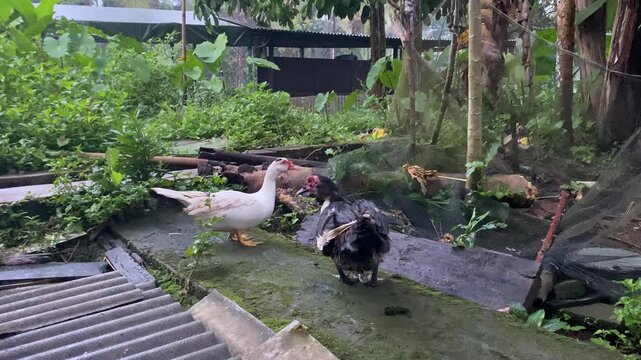 Two ducks standing on a wet stone path in a lush garden.