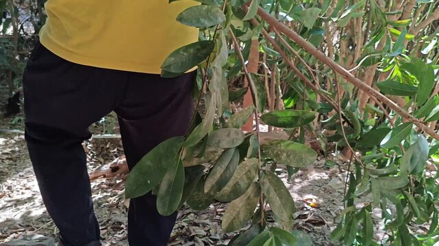 Gardener pruning a branch of a Soursop tree (Annona muricata) in a tropical orchard.