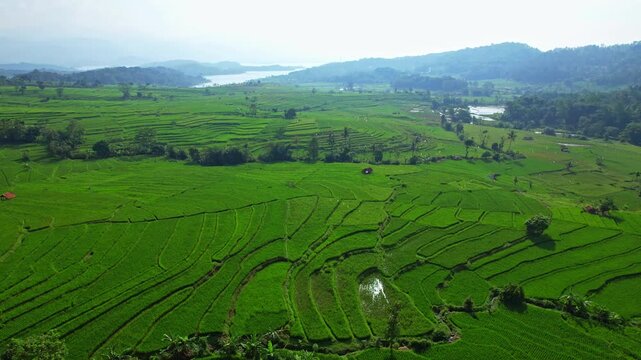 Aerial drone footage of a wide green terrace rice field plain, with mountains, and Jatigede reservoir behind, in Sumedang regency, Java island, Indonesia