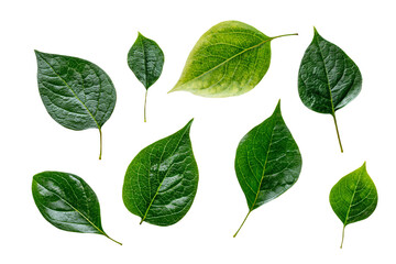 Naklejka premium Assorted Green Leaves on White Background