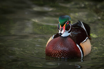 Male wood duck (Aix sponsa) swimming in a natural water habitat, close-up.