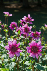 Anemone-flowered Dahlias Purple color