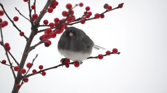Dark-eyed Junco (junco hyemalis) perched on winterberry bush with bright red berries in snow. 