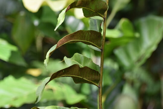 Close-up of the sori at the back of the fern fronds or leaves. Full framed, background patterned photo of fern frond or leaves in a forest in Dominica.