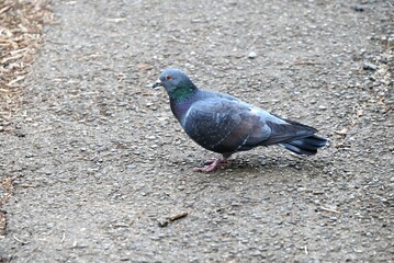 Fototapeta premium Pigeons are basically omnivorous and tend to be herbivorous, eating mainly seeds, grains, and legumes.