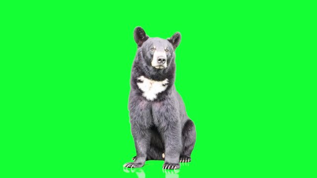 A sun bear with its characteristic white chest patch sits upright and looks toward the camera on a solid green background. Designed for seamless use in nature documentaries or educational zoo presenta