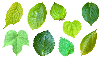 葉っぱ一枚ずつの切抜き