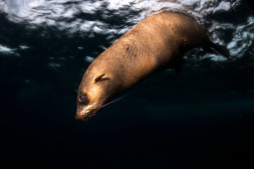 Obraz premium Australian fur seal swimming underwater near the surface on the east coast of Australia. Calm marine wildlife scene in dark ocean water.