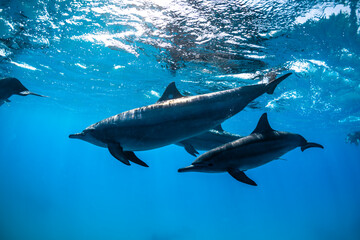 Obraz premium Pod of dolphins swimming underwater in clear blue water in the Red Sea, Egypt. Peaceful marine wildlife scene in a tropical ocean.