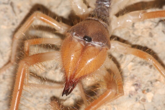 Closeup of a Galeodes sun spider in Iğdır. Galeodes is a genus of solifuges or sun spiders. Also known as solpugids or camel spiders. 