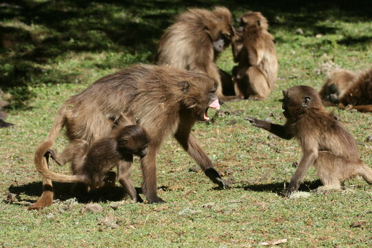 A female gelada (Theropithecus gelada) in Ethiopia is flashing her canines to protect her young. Also called "bleeding-heart monkeys" due to its red chest patch. Only surviving member of its genus.